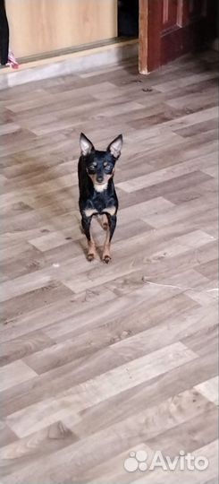 Мини той-терьер вязка