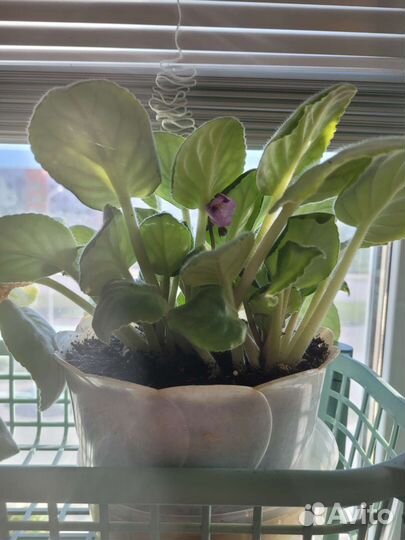 Цветущие фиалки