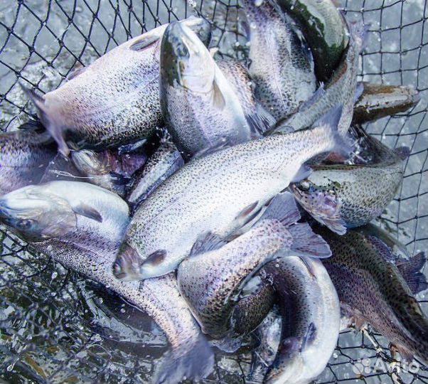 Форель охлажденная