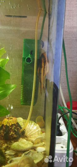 Сом платидорас