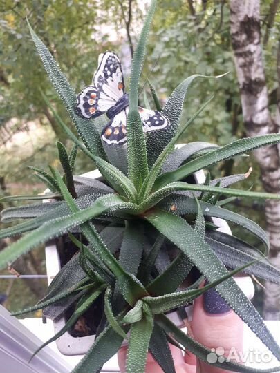 Хавортия жемчужная