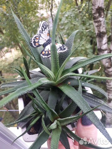 Хавортия жемчужная