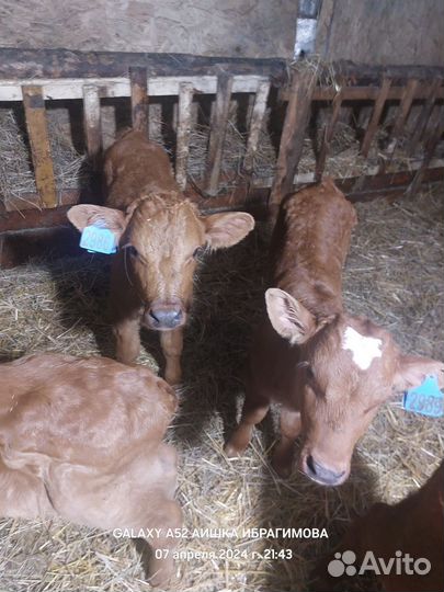 Лимузины на доращивание