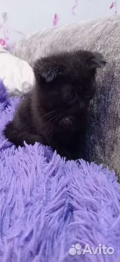 Шотланская вислоухая кошка