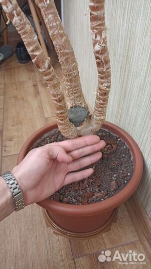 Пальма юкка