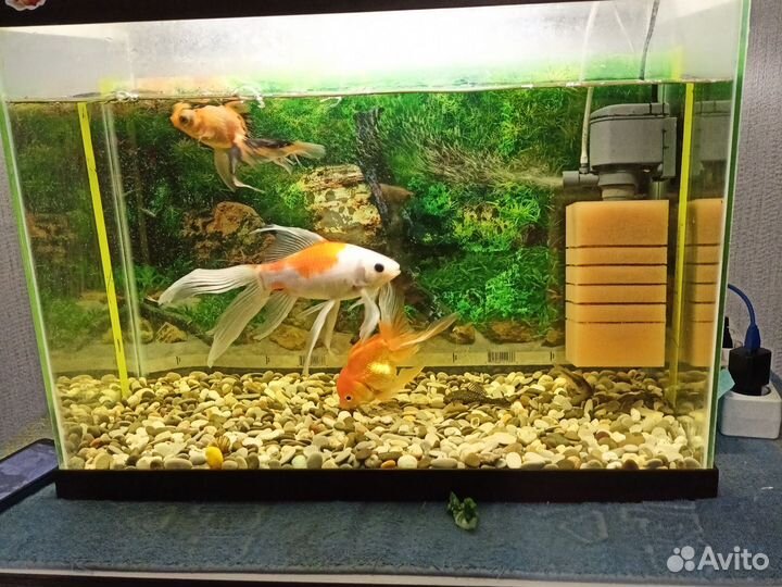 Аквариум