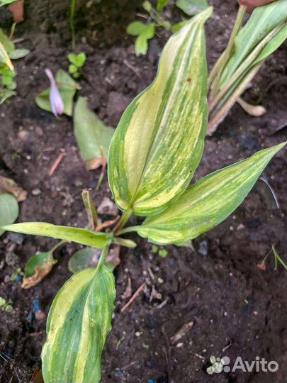 Хоста Lightning Flash