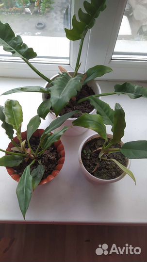 Филодендрон Нарроу