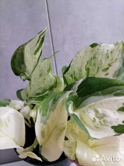 Эпипремнум хеппи лиф