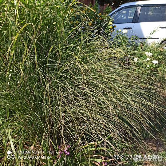 Мискантусы