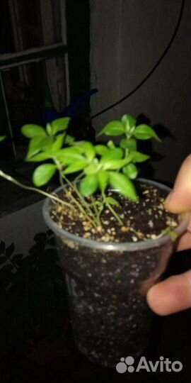 Саженцы Эводии Даниеля