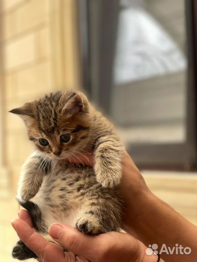 Котятя шиншила