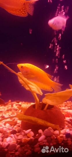 Гурами золотой