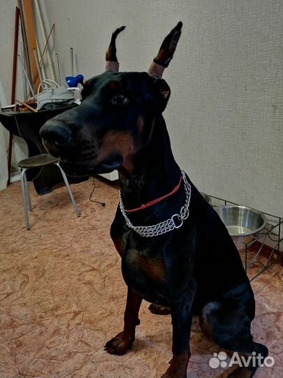 Ошейник для собак