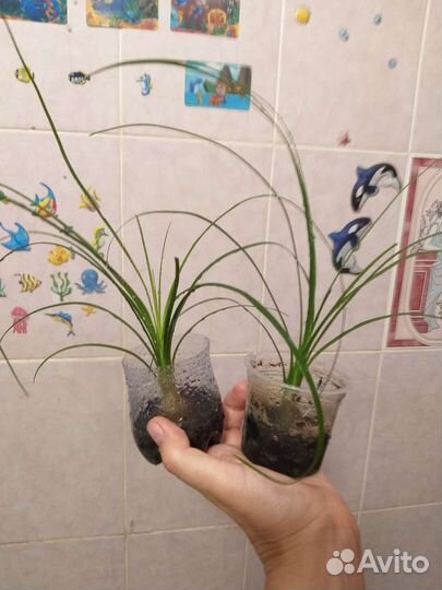 Нолина,алоказия Полли,герань,мята домашняя