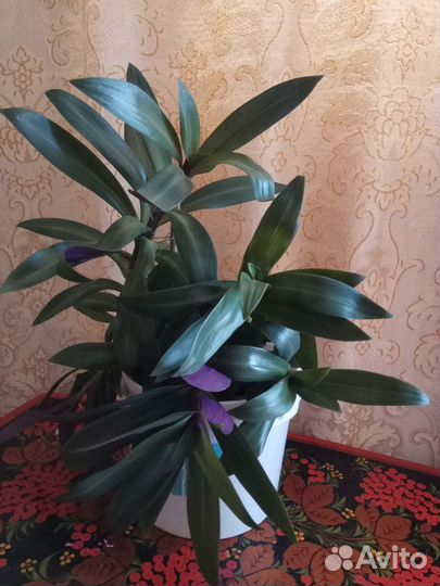 Традесканция Рео. Кактус. Драцена. Бегония. Алоэ