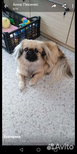 Вязка пекинес