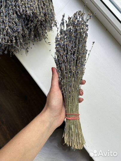 Лаванда сухоцвет