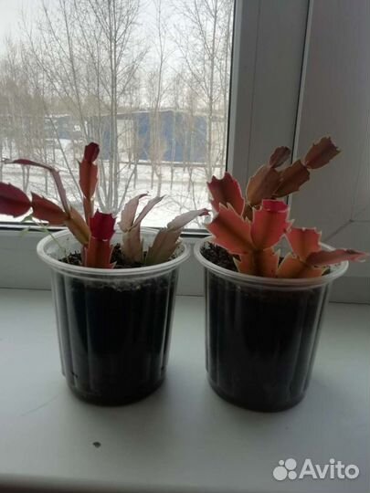Цветок