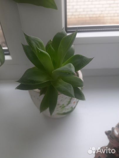 Комнатные цветы