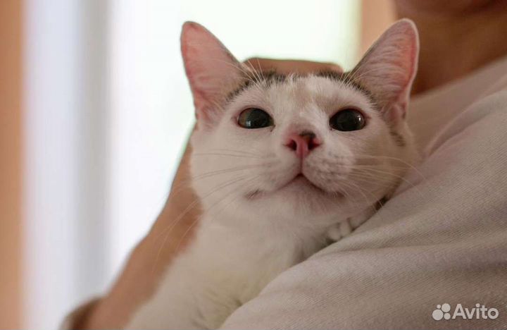 Котик Жужик в добрые руки