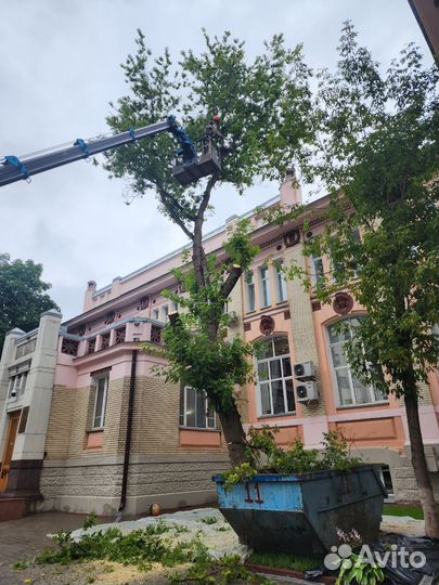 Спил деревьев, расчистка участка, арбористика