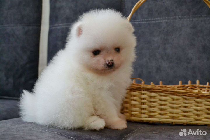 Щенки померанского шпица