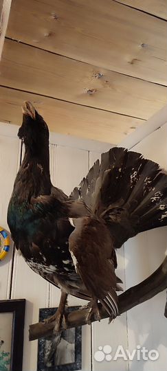 Чучело глухаря крупное