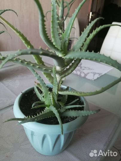 Алоэ столетник