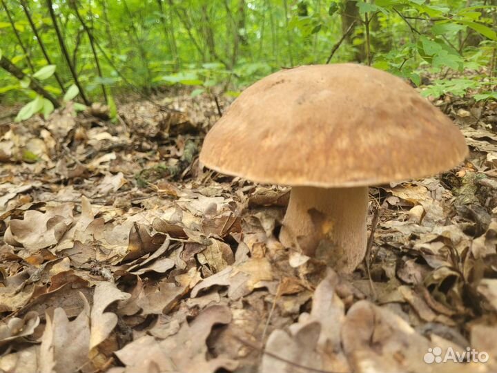 Белые грибы,лисички,маслята маринованные. Доставка