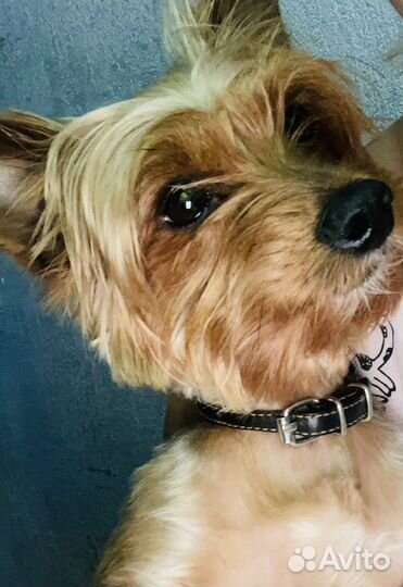 Йоркширский терьер вязка