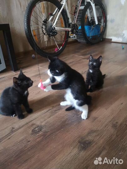 Малютка Тим