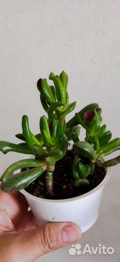 Крассула хоббит