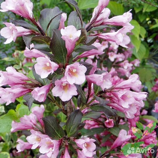 Вейгела Виктория