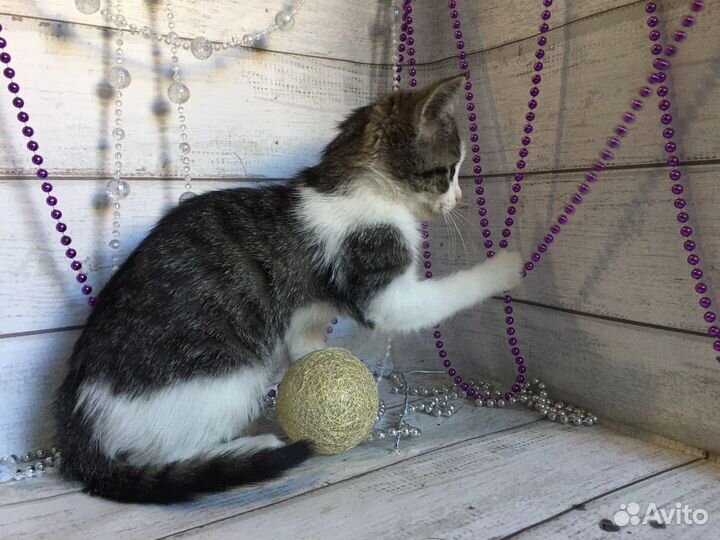 Кошки в добрые руки