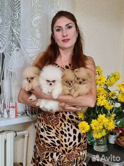 Померанский шпиц мини померашки