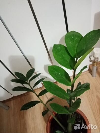 Замиокалькус