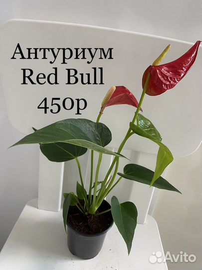 Антуриум Red Bull