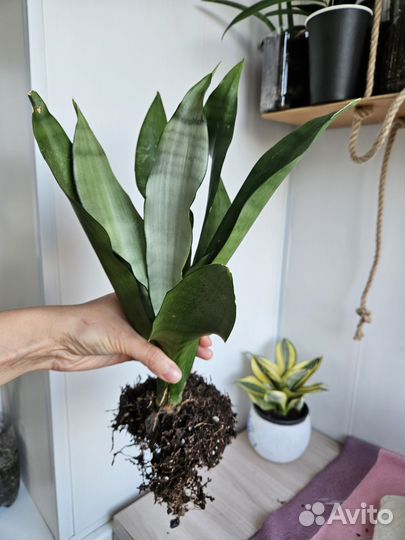 Сансевиерия муншайн