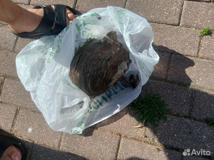 Уничтожение ос, шершней,гнезд