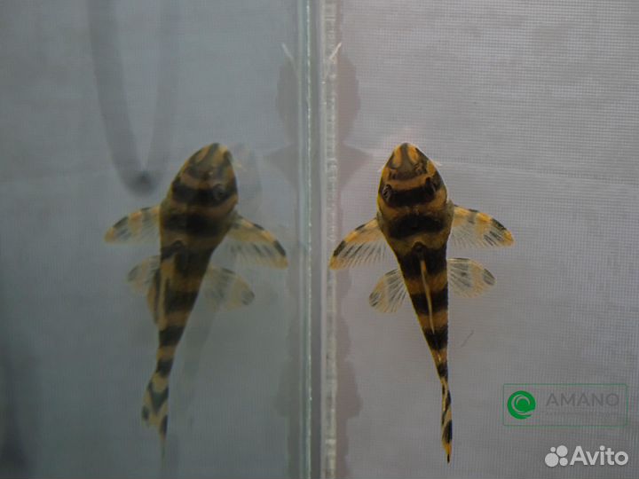 Сомики: анциструсы, номерные L, коридорасы