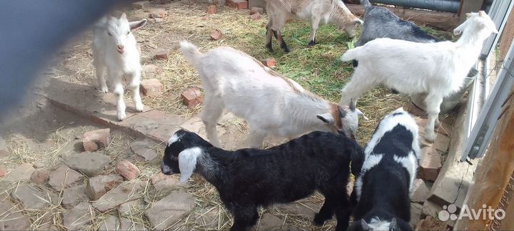 С.х козлята