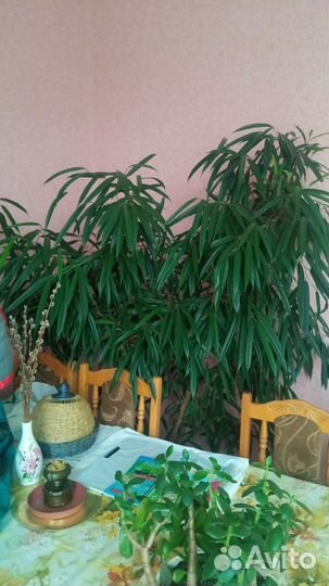 Комнатные растения