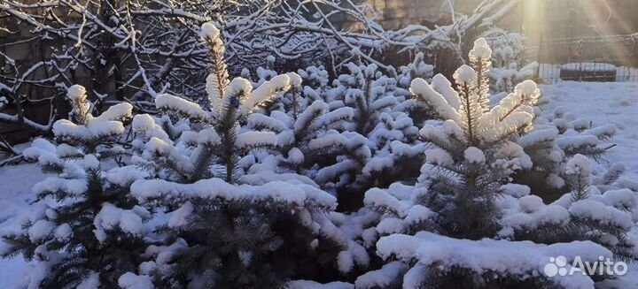 Ель глаука голубая колючая фат алберт