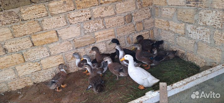 Инкубационное яйцо Утки башкирской