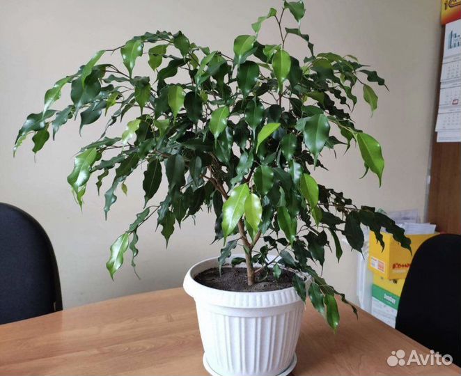 Фикусы огромный выбор, отростки