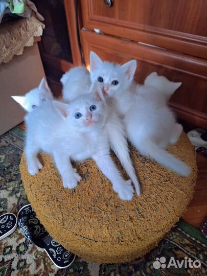 Котята турецкий ван