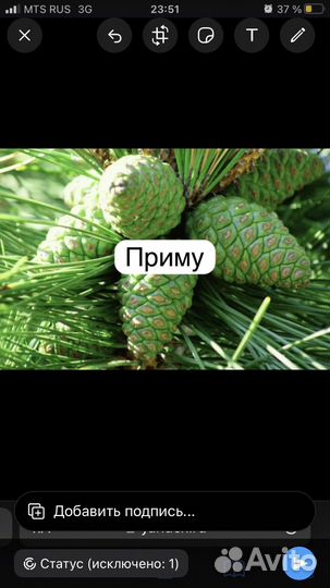 Лечебные травы. Шишка сосновая