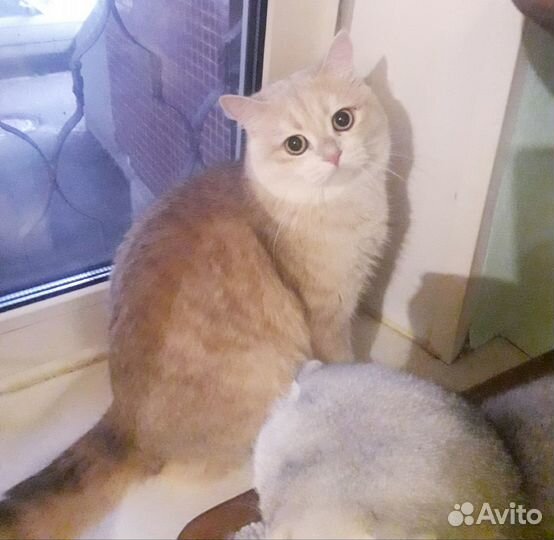 Шотландские котята