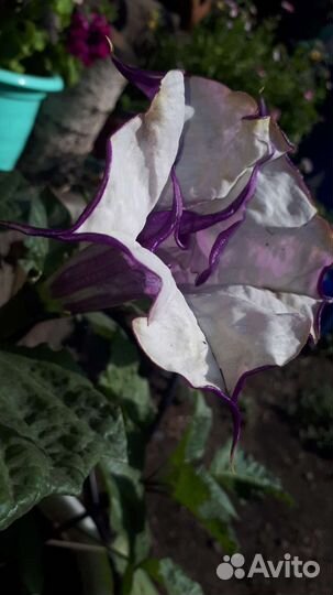 Монстера, бегония, подставка под цветы,аморфофалус